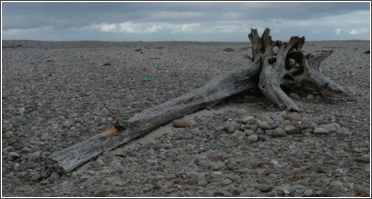 Findhorn beached tree